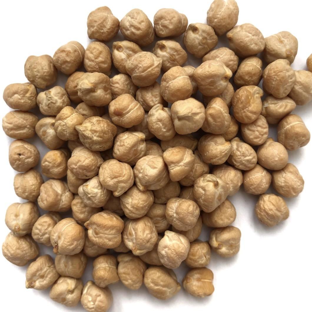 Chick Pea Sprouting Seeds - Seedor