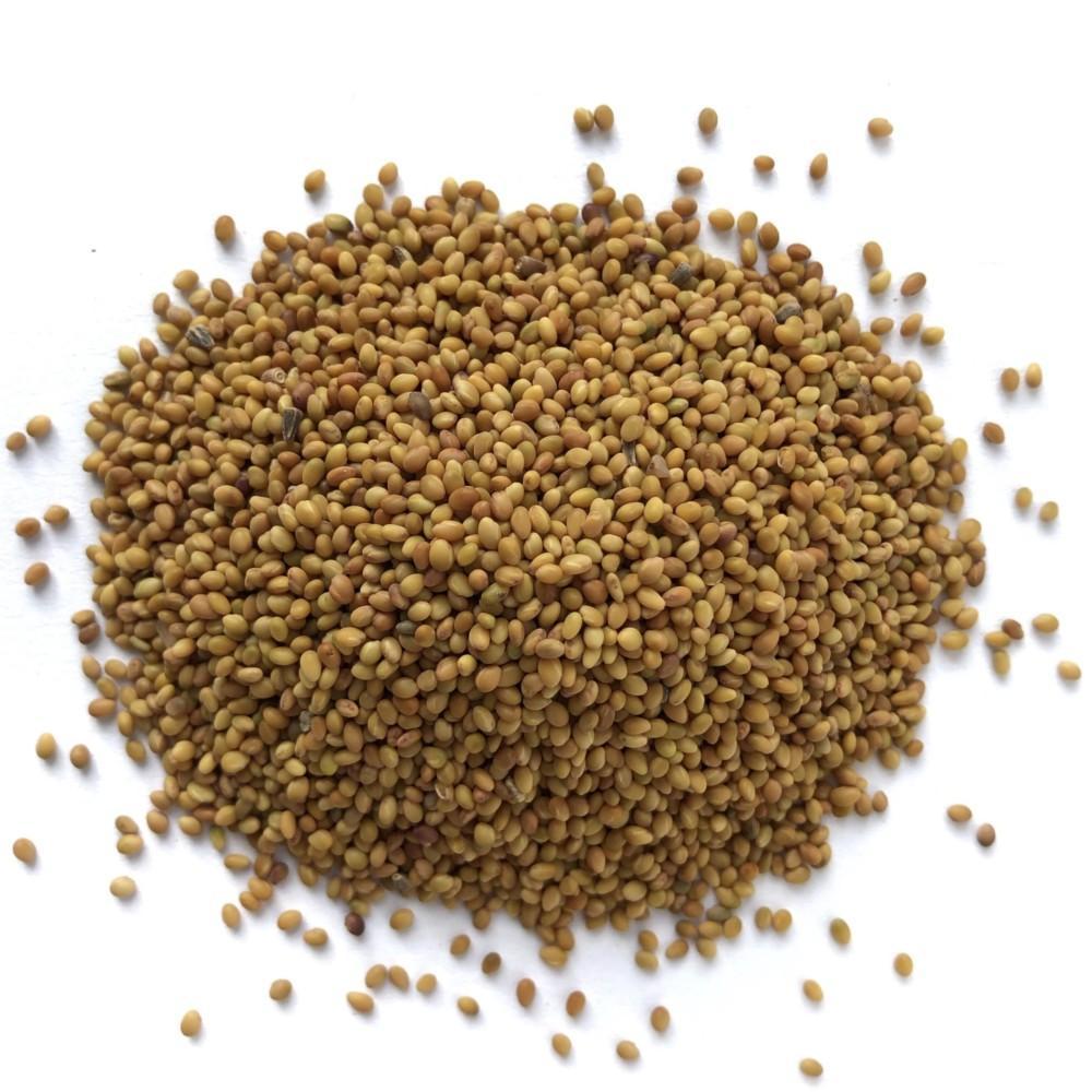 Clover Sprouting Seeds - Seedor
