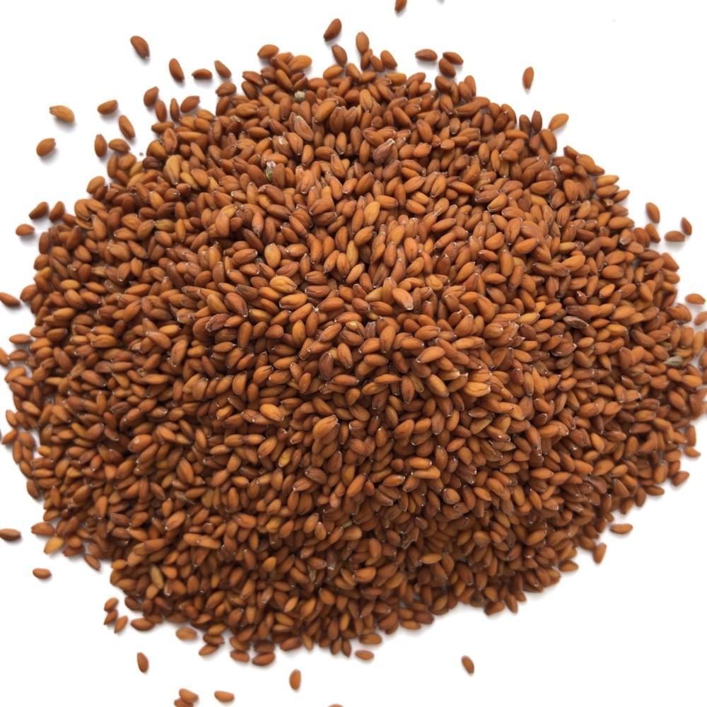 Cress Sprouting Seeds - Seedor