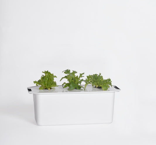 Hydroponic Cultivator Small - Seedor