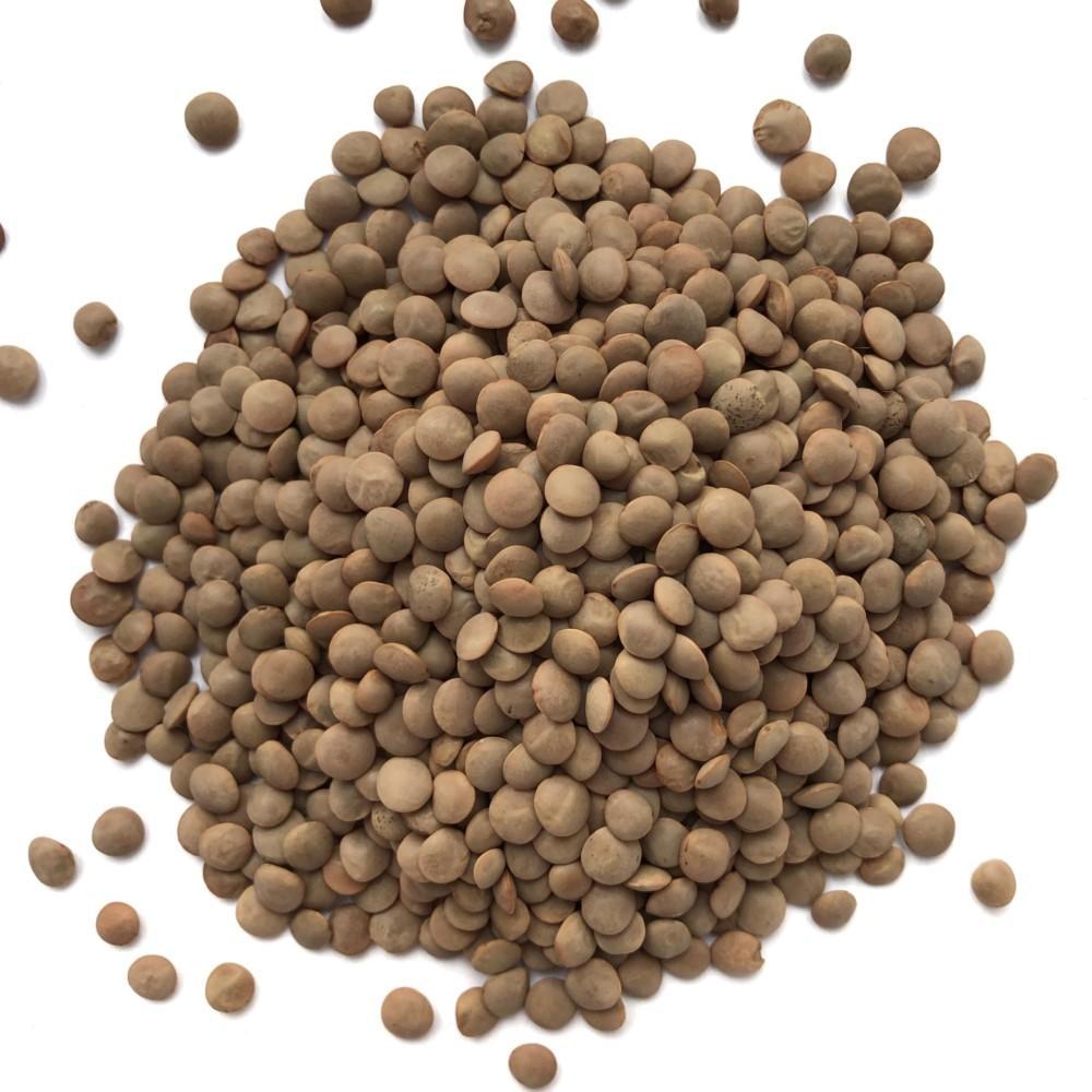 Lentil Sprouting Seeds - Seedor