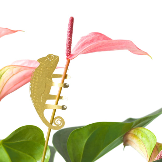 Plant Animal Ornament- Chameleon - Seedor