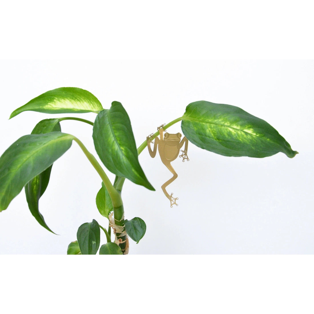 Plant Animal Ornament - Frog - Seedor